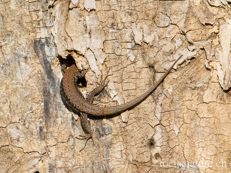 Lezard murailles 2232.jpg - Lézard des murailles  Podarcis muralis (Ermitage, Genève, Suisse, mars 2012)